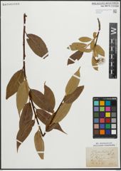 Foto von Salix pentandra L.
